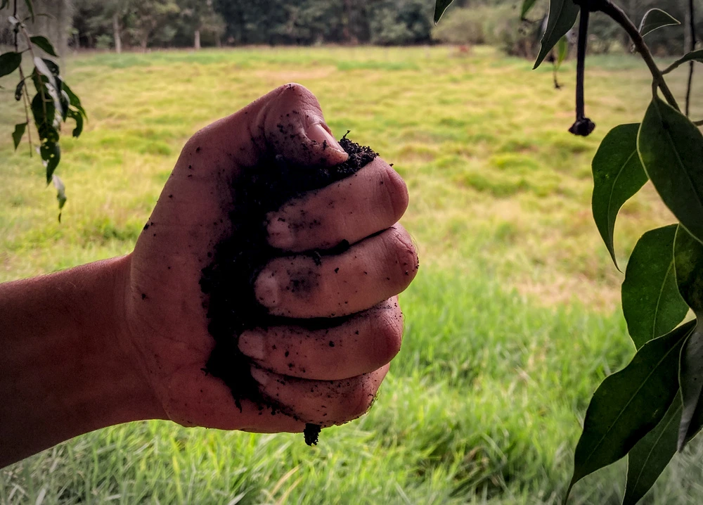 Biochar + microbiome